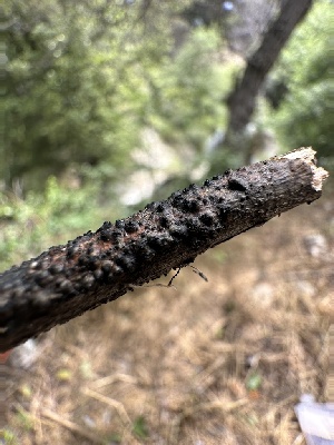  ( - HAY-F-005200)  @11 [ ] c (2023) Rudy Diaz Fungal Diversity Survey