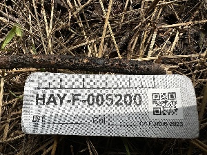  ( - HAY-F-005200)  @11 [ ] c (2023) Rudy Diaz Fungal Diversity Survey