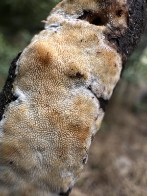  ( - HAY-F-005201)  @11 [ ] c (2023) Rudy Diaz Fungal Diversity Survey