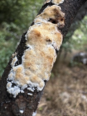  ( - HAY-F-005201)  @11 [ ] c (2023) Rudy Diaz Fungal Diversity Survey