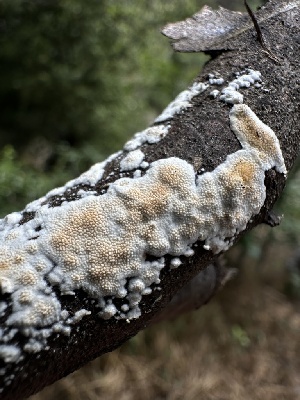  ( - HAY-F-005201)  @11 [ ] c (2023) Rudy Diaz Fungal Diversity Survey