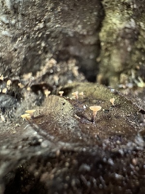  (Sclerotinia sp. CA02 - HAY-F-005236)  @11 [ ] c (2023) Rudy Diaz Fungal Diversity Survey