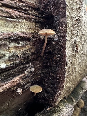  ( - HAY-F-005230)  @11 [ ] c (2023) Rudy Diaz Fungal Diversity Survey