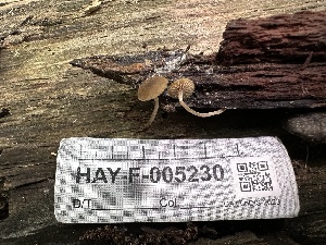  ( - HAY-F-005230)  @11 [ ] c (2023) Rudy Diaz Fungal Diversity Survey