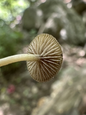  ( - HAY-F-005230)  @11 [ ] c (2023) Rudy Diaz Fungal Diversity Survey