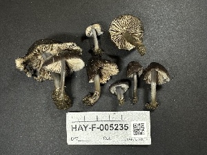  ( - HAY-F-005235)  @11 [ ] c (2023) Rudy Diaz Fungal Diversity Survey