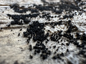  ( - LA-F-000133)  @11 [ ] c (2023) Rudy Diaz Fungal Diversity Survey