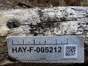  ( - LA-F-000133)  @11 [ ] c (2023) Rudy Diaz Fungal Diversity Survey