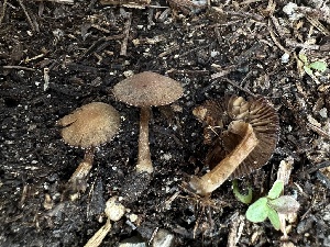  ( - HAY-F-005213)  @11 [ ] c (2023) Rudy Diaz Fungal Diversity Survey