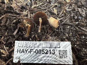  ( - HAY-F-005213)  @11 [ ] c (2023) Rudy Diaz Fungal Diversity Survey