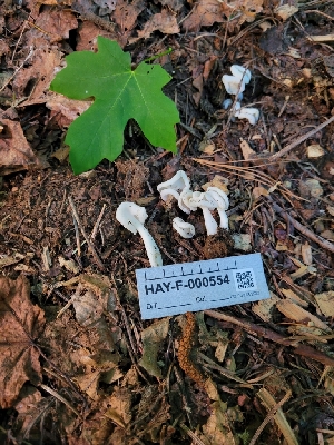  ( - HAY-F-000554)  @11 [ ] by-nc (2023) Harte Singer Fungal Diversity Survey