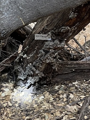  (Stereum fasciatum - HAY-F-004197)  @11 [ ] by-nc (2023) Jaren Hockert Fungal Diversity Survey