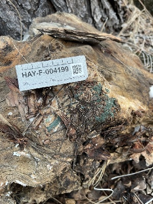  ( - HAY-F-004199)  @11 [ ] by-nc (2023) Jaren Hockert Fungal Diversity Survey