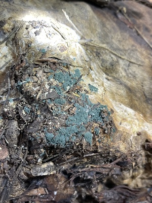  ( - HAY-F-004199)  @11 [ ] by-nc (2023) Jaren Hockert Fungal Diversity Survey