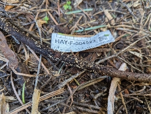  ( - HAY-F-004428)  @11 [ ] by-nc (2023) Stu Pickell Fungal Diversity Survey