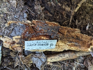  ( - HAY-F-004429)  @11 [ ] by-nc (2023) Stu Pickell Fungal Diversity Survey
