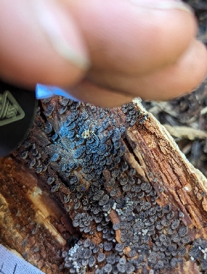  ( - HAY-F-004429)  @11 [ ] by-nc (2023) Stu Pickell Fungal Diversity Survey