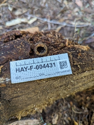  ( - HAY-F-004431)  @11 [ ] by-nc (2023) Stu Pickell Fungal Diversity Survey