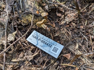  ( - HAY-F-004432)  @11 [ ] by-nc (2023) Stu Pickell Fungal Diversity Survey