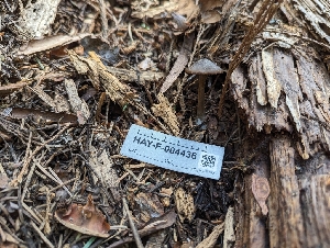  ( - HAY-F-004436)  @11 [ ] by-nc (2023) Stu Pickell Fungal Diversity Survey