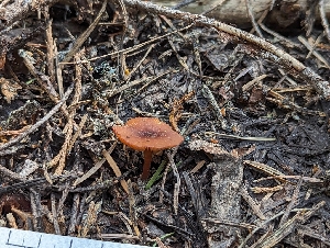  ( - HAY-F-004437)  @11 [ ] by-nc (2023) Stu Pickell Fungal Diversity Survey