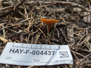  ( - HAY-F-004437)  @11 [ ] by-nc (2023) Stu Pickell Fungal Diversity Survey