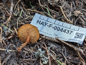  ( - HAY-F-004437)  @11 [ ] by-nc (2023) Stu Pickell Fungal Diversity Survey