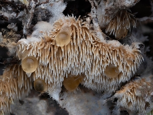  ( - HAY-F-004440)  @11 [ ] by-nc (2023) Stu Pickell Fungal Diversity Survey
