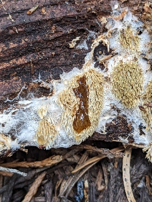 ( - HAY-F-004440)  @11 [ ] by-nc (2023) Stu Pickell Fungal Diversity Survey