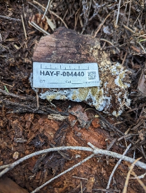  ( - HAY-F-004440)  @11 [ ] by-nc (2023) Stu Pickell Fungal Diversity Survey