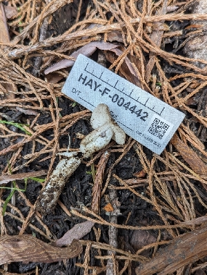  ( - HAY-F-004442)  @11 [ ] by-nc (2023) Stu Pickell Fungal Diversity Survey