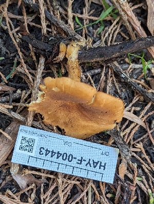  ( - HAY-F-004443)  @11 [ ] by-nc (2023) Stu Pickell Fungal Diversity Survey