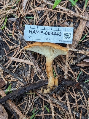  ( - HAY-F-004443)  @11 [ ] by-nc (2023) Stu Pickell Fungal Diversity Survey