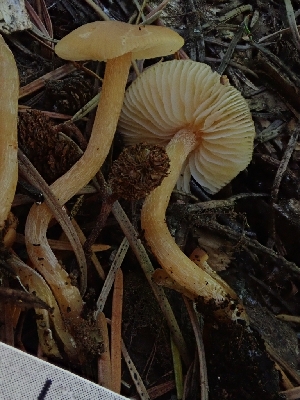  (Rhodophana sp. nitellina-PNW02 - HAY-F-000562)  @11 [ ] by-nc (2023) Harte Singer Fungal Diversity Survey