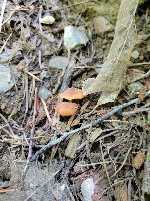  ( - HAY-F-000562)  @11 [ ] by-nc (2023) Harte Singer Fungal Diversity Survey