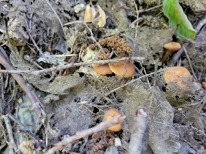  ( - HAY-F-000562)  @11 [ ] by-nc (2023) Harte Singer Fungal Diversity Survey