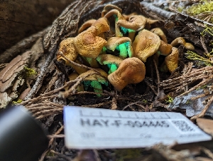  ( - HAY-F-004445)  @11 [ ] by-nc (2023) Stu Pickell Fungal Diversity Survey