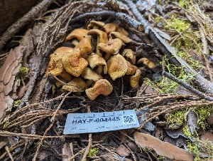  ( - HAY-F-004445)  @11 [ ] by-nc (2023) Stu Pickell Fungal Diversity Survey
