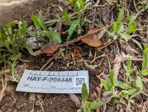  ( - HAY-F-004448)  @11 [ ] by-nc (2023) Stu Pickell Fungal Diversity Survey