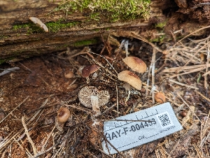  ( - HAY-F-004453)  @11 [ ] by-nc (2023) Stu Pickell Fungal Diversity Survey