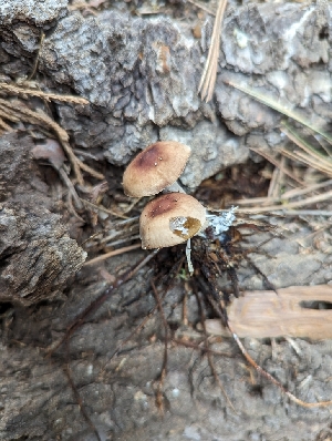  ( - HAY-F-004453)  @11 [ ] by-nc (2023) Stu Pickell Fungal Diversity Survey