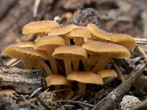  (Xeromphalina sp. CA02 - HAY-F-004447)  @11 [ ] by-nc (2023) Stu Pickell Fungal Diversity Survey