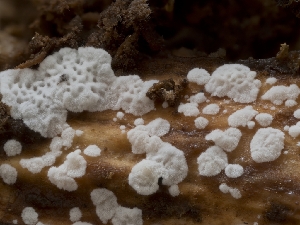 ( - HAY-F-004450)  @11 [ ] by-nc (2023) Stu Pickell Fungal Diversity Survey