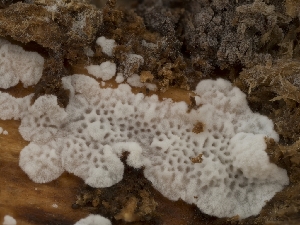  (Polyporales_incertae_sedis - HAY-F-004450)  @11 [ ] by-nc (2023) Stu Pickell Fungal Diversity Survey