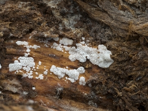  ( - HAY-F-004450)  @11 [ ] by-nc (2023) Stu Pickell Fungal Diversity Survey