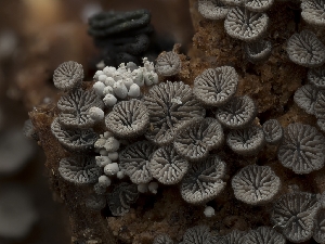  ( - HAY-F-004429)  @11 [ ] by-nc (2023) Stu Pickell Fungal Diversity Survey