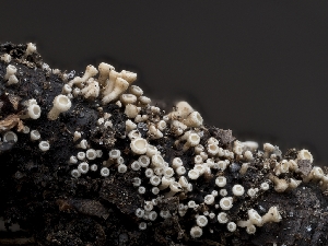  (Hymenoscyphus sp. CA04 - HAY-F-004428)  @11 [ ] by-nc (2023) Stu Pickell Fungal Diversity Survey