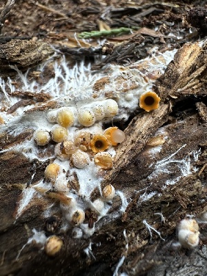  ( - HAY-F-004455)  @11 [ ] c (2023) Rudy Diaz Fungal Diversity Survey
