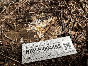  ( - HAY-F-004455)  @11 [ ] c (2023) Rudy Diaz Fungal Diversity Survey