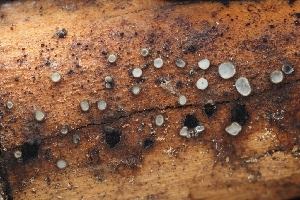 ( - HAY-F-004925)  @11 [ ] by-nc (2023) Warren Cardimona Fungal Diversity Survey